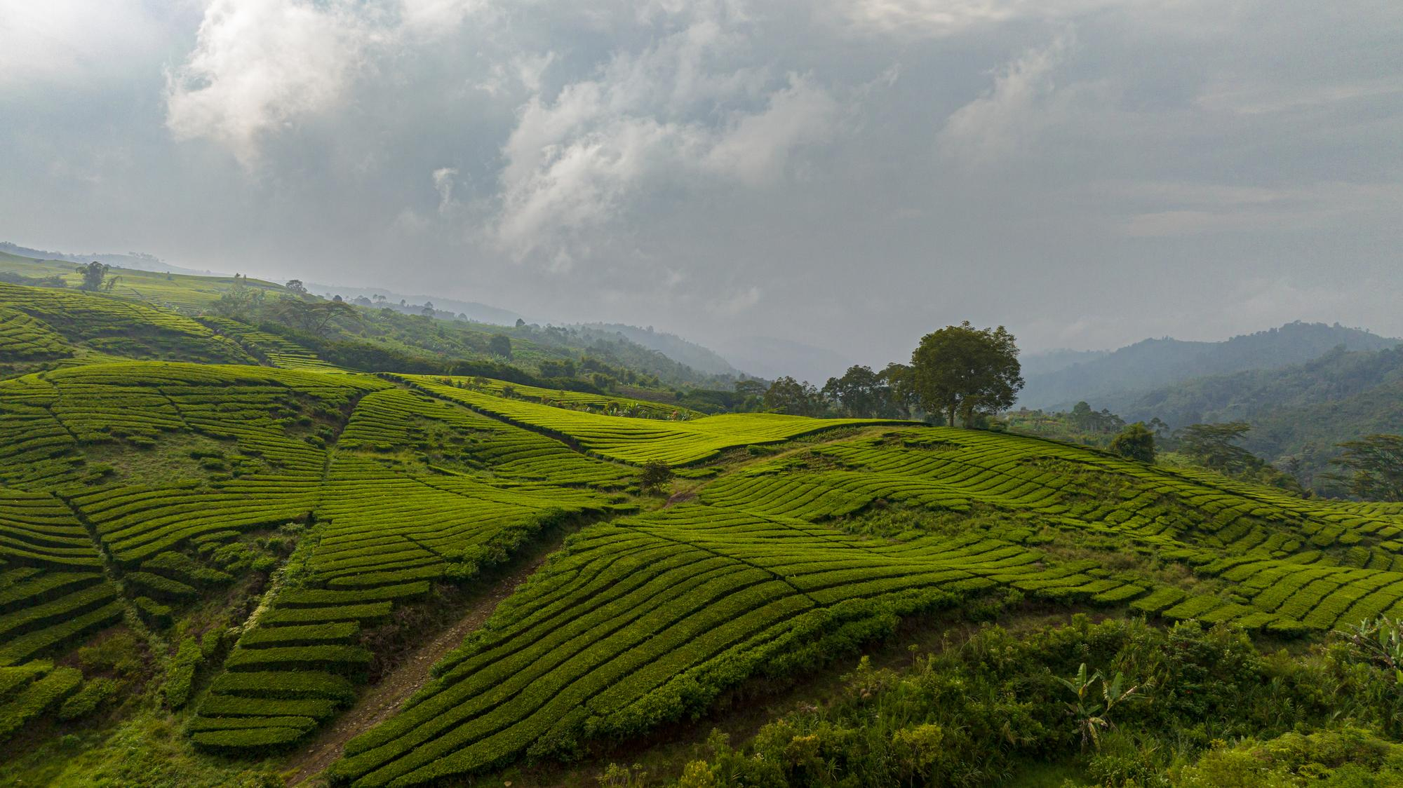 Perikanan Budidaya